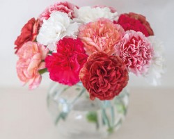 Carnations